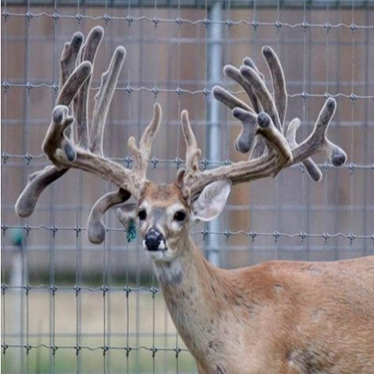Deer Fence Company